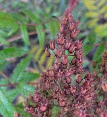 Attēlu rezultāti vaicājumam “Sorbaria sorbifolia bud”
