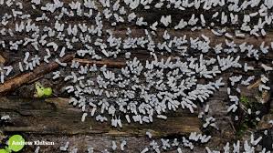 Attēlu rezultāti vaicājumam “Stemonitopsis typhina young”