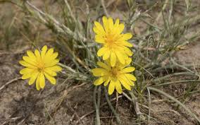 Attēlu rezultāti vaicājumam “Tragopogon heterospermus flower”