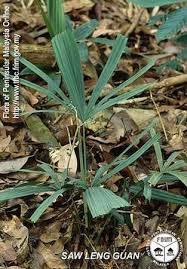 Attēlu rezultāti vaicājumam “Licea pusilla macro”