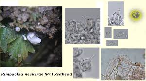 Attēlu rezultāti vaicājumam “Rimbachia neckerae”