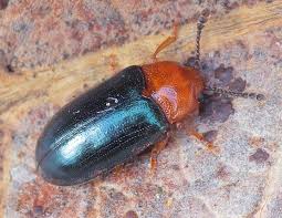 Attēlu rezultāti vaicājumam “Triplax aenea”