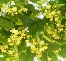 Attēlu rezultāti vaicājumam “Tilia platyphyllos subsp. cordifolia flower”