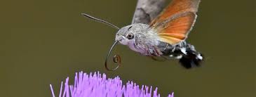 Image result for hawk moth