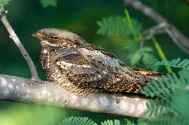 Attēlu rezultāti vaicājumam “Caprimulgus europaeus juvenile”