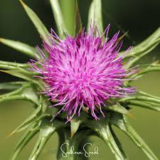 Image result for Silybum marianum