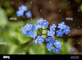 Attēlu rezultāti vaicājumam “Brunnera macrophylla flower”