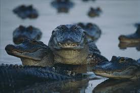 Image result for Alligator mississippiensis