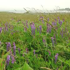 Attēlu rezultāti vaicājumam “Vicia cracca flower”