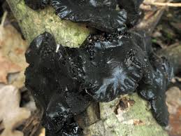 Attēlu rezultāti vaicājumam “Exidia truncata”