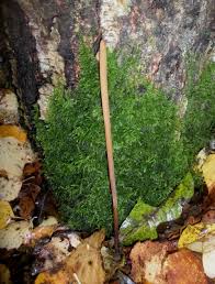 Attēlu rezultāti vaicājumam “Macrotyphula fistulosa”