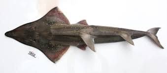 Image result for Rhynchobatus australiae