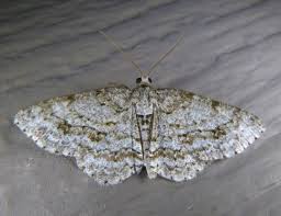 Attēlu rezultāti vaicājumam “Ectropis crepuscularia”