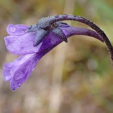Attēlu rezultāti vaicājumam “Pinguicula vulgaris”