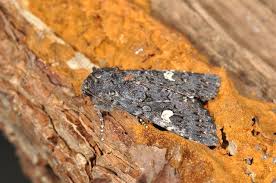 Attēlu rezultāti vaicājumam “Melanchra persicariae”