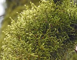 Attēlu rezultāti vaicājumam “Antitrichia curtipendula sporophyte”