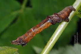 Attēlu rezultāti vaicājumam “Selenia dentaria imago”