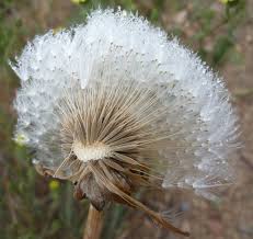 Image result for Agoseris major