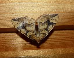 Attēlu rezultāti vaicājumam “Eulithis populata”