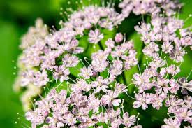 Attēlu rezultāti vaicājumam “Chaerophyllum aromaticum flower”