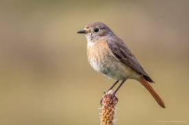 Attēlu rezultāti vaicājumam “Phoenicurus phoenicurus female”