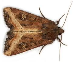 Attēlu rezultāti vaicājumam “Celaena leucostigma”