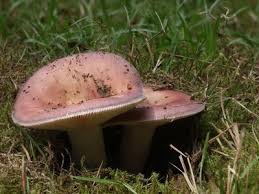 Attēlu rezultāti vaicājumam “Russula vesca”