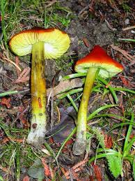 Attēlu rezultāti vaicājumam “Hygrocybe pseudoconica”