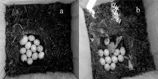 Attēlu rezultāti vaicājumam “Dendrocopos medius nest”