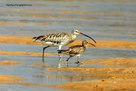 Attēlu rezultāti vaicājumam “Numenius arquata”