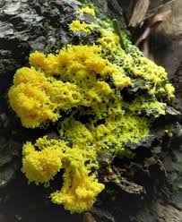 Attēlu rezultāti vaicājumam “Fuligo septica var. rosea plasmodium”