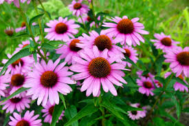 Image result for Sonnenhut