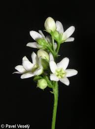 Attēlu rezultāti vaicājumam “Vincetoxicum hirundinaria flower”