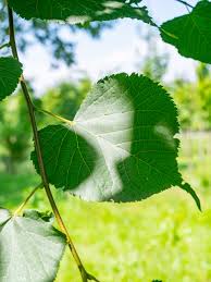 Attēlu rezultāti vaicājumam “Tilia cordata leaf”