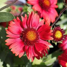 Image result for Gaillardia