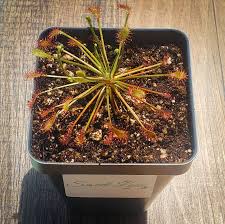 Attēlu rezultāti vaicājumam “Drosera intermedia”