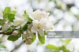Attēlu rezultāti vaicājumam “Malus prunifolia”