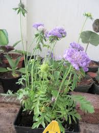 Image result for Scabiosa columbaria
