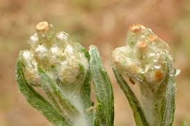 Attēlu rezultāti vaicājumam “Gnaphalium sylvaticum bud”