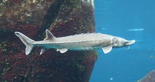 Image result for Acipenser desotoi