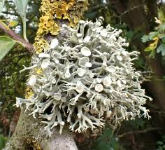 Attēlu rezultāti vaicājumam “Ramalina fastigiata”