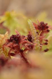 Attēlu rezultāti vaicājumam “Odontoschisma sphagni”