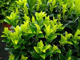 Attēlu rezultāti vaicājumam “Euonymus”