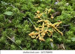 Attēlu rezultāti vaicājumam “Lignydium muscorum plasmodium”