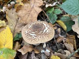 Attēlu rezultāti vaicājumam “Lepiota aspera”