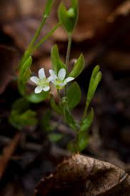 Attēlu rezultāti vaicājumam “Moehringia lateriflora leaf”