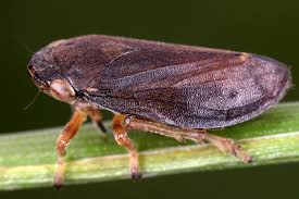 Attēlu rezultāti vaicājumam “Philaenus spumarius nymph”