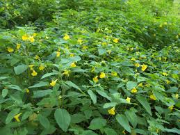 Attēlu rezultāti vaicājumam “Impatiens noli-tangere leaf”