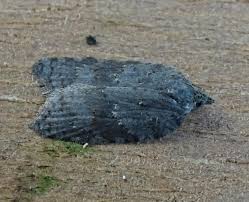 Attēlu rezultāti vaicājumam “Acleris aspersana”