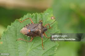 Attēlu rezultāti vaicājumam “Pentatoma rufipes”